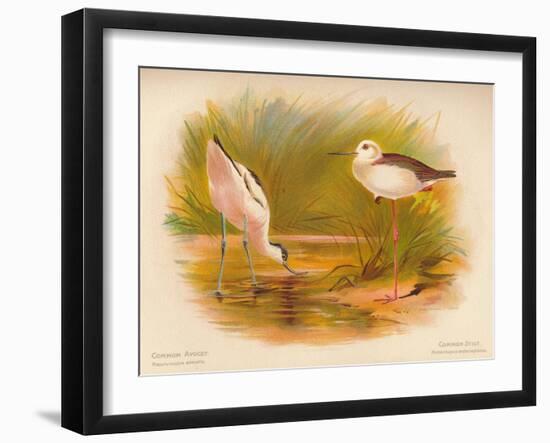 Common Avocet (Recurvirostra avocetta), Common Stilt (Himantopus melanopterus), 1900, (1900)-Charles Whymper-Framed Giclee Print