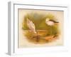 Common Avocet (Recurvirostra avocetta), Common Stilt (Himantopus melanopterus), 1900, (1900)-Charles Whymper-Framed Giclee Print