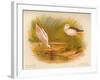 Common Avocet (Recurvirostra avocetta), Common Stilt (Himantopus melanopterus), 1900, (1900)-Charles Whymper-Framed Giclee Print