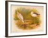 Common Avocet (Recurvirostra avocetta), Common Stilt (Himantopus melanopterus), 1900, (1900)-Charles Whymper-Framed Giclee Print