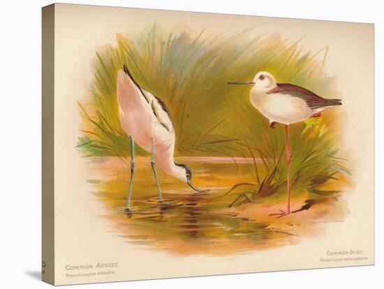 Common Avocet (Recurvirostra avocetta), Common Stilt (Himantopus melanopterus), 1900, (1900)-Charles Whymper-Stretched Canvas