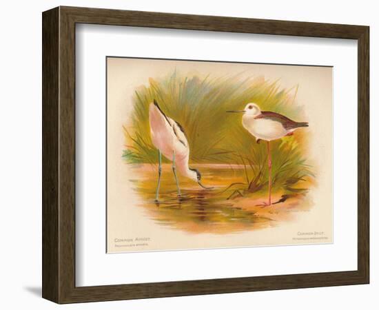 Common Avocet (Recurvirostra avocetta), Common Stilt (Himantopus melanopterus), 1900, (1900)-Charles Whymper-Framed Giclee Print