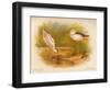 Common Avocet (Recurvirostra avocetta), Common Stilt (Himantopus melanopterus), 1900, (1900)-Charles Whymper-Framed Giclee Print