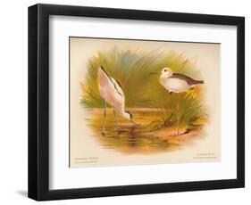 Common Avocet (Recurvirostra avocetta), Common Stilt (Himantopus melanopterus), 1900, (1900)-Charles Whymper-Framed Giclee Print