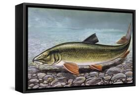 Common Barbel (Barbus Barbus), Cyprinidae-null-Framed Stretched Canvas