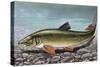 Common Barbel (Barbus Barbus), Cyprinidae-null-Stretched Canvas