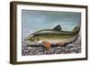 Common Barbel (Barbus Barbus), Cyprinidae-null-Framed Giclee Print