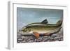 Common Barbel (Barbus Barbus), Cyprinidae-null-Framed Giclee Print