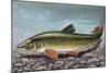 Common Barbel (Barbus Barbus), Cyprinidae-null-Mounted Giclee Print