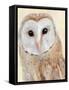 Common Barn Owl I-Annie Warren-Framed Stretched Canvas