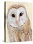 Common Barn Owl I-Annie Warren-Stretched Canvas
