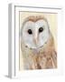 Common Barn Owl I-Annie Warren-Framed Art Print