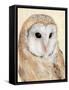 Common Barn Owl II-Annie Warren-Framed Stretched Canvas