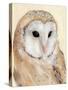 Common Barn Owl II-Annie Warren-Stretched Canvas