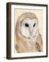 Common Barn Owl II-Annie Warren-Framed Art Print