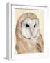 Common Barn Owl II-Annie Warren-Framed Art Print