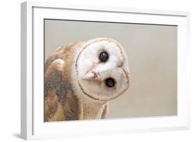 Common Barn Owl ( Tyto Albahead ) Head close Up-Anan Kaewkhammul-Framed Photographic Print