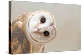 Common Barn Owl ( Tyto Albahead ) Head close Up-Anan Kaewkhammul-Stretched Canvas