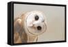 Common Barn Owl ( Tyto Albahead ) Head close Up-Anan Kaewkhammul-Framed Stretched Canvas