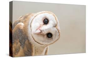 Common Barn Owl ( Tyto Albahead ) Head close Up-Anan Kaewkhammul-Stretched Canvas
