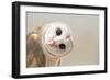 Common Barn Owl ( Tyto Albahead ) Head close Up-Anan Kaewkhammul-Framed Photographic Print