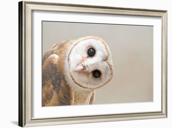 Common Barn Owl ( Tyto Albahead ) Head close Up-Anan Kaewkhammul-Framed Photographic Print