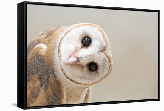 Common Barn Owl ( Tyto Albahead ) Head close Up-Anan Kaewkhammul-Framed Stretched Canvas