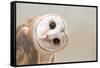 Common Barn Owl ( Tyto Albahead ) Head close Up-Anan Kaewkhammul-Framed Stretched Canvas