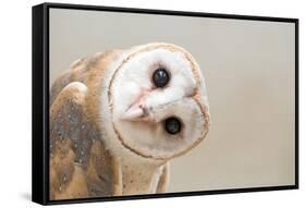 Common Barn Owl ( Tyto Albahead ) Head close Up-Anan Kaewkhammul-Framed Stretched Canvas