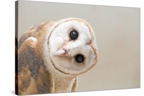 Common Barn Owl ( Tyto Albahead ) Head close Up-Anan Kaewkhammul-Stretched Canvas