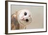 Common Barn Owl ( Tyto Albahead ) Head close Up-Anan Kaewkhammul-Framed Photographic Print