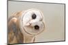 Common Barn Owl ( Tyto Albahead ) Head close Up-Anan Kaewkhammul-Mounted Premium Photographic Print