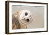 Common Barn Owl ( Tyto Albahead ) Head close Up-Anan Kaewkhammul-Framed Photographic Print