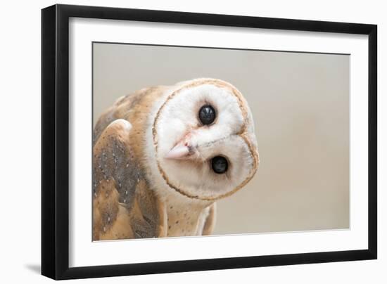 Common Barn Owl ( Tyto Albahead ) Head close Up-Anan Kaewkhammul-Framed Photographic Print