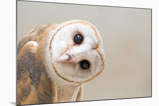 Common Barn Owl ( Tyto Albahead ) Head close Up-Anan Kaewkhammul-Mounted Photographic Print