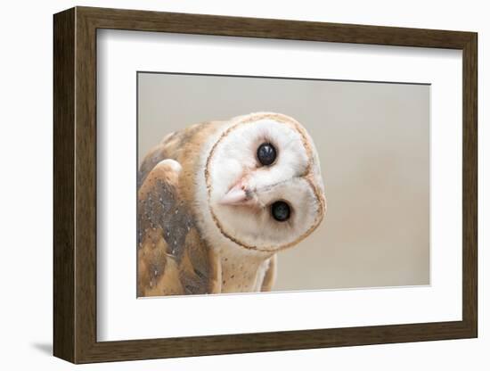 Common Barn Owl ( Tyto Albahead ) Head close Up-Anan Kaewkhammul-Framed Photographic Print