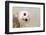 Common Barn Owl ( Tyto Albahead ) Head close Up-Anan Kaewkhammul-Framed Photographic Print