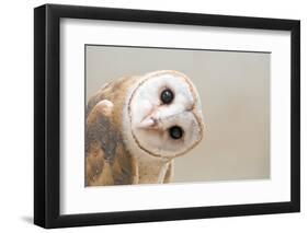 Common Barn Owl ( Tyto Albahead ) Head close Up-Anan Kaewkhammul-Framed Photographic Print