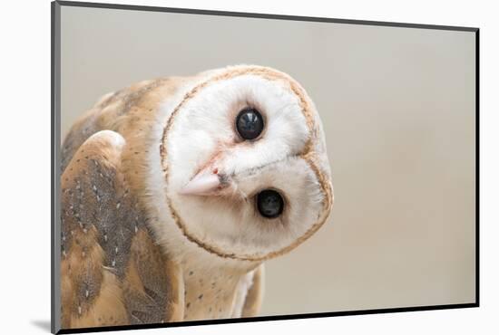 Common Barn Owl ( Tyto Albahead ) Head close Up-Anan Kaewkhammul-Mounted Photographic Print