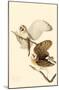 Common Barn-Owl-null-Mounted Poster