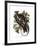 Common Basilisk-null-Framed Giclee Print