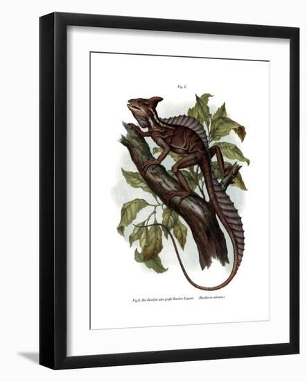 Common Basilisk-null-Framed Giclee Print