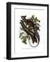 Common Basilisk-null-Framed Giclee Print