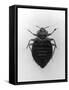 Common Bed Bug-null-Framed Stretched Canvas