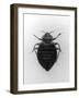 Common Bed Bug-null-Framed Photographic Print