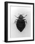 Common Bed Bug-null-Framed Photographic Print