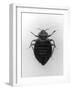 Common Bed Bug-null-Framed Photographic Print