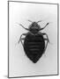 Common Bed Bug-null-Mounted Photographic Print