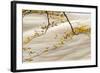 Common Beech (Fagus sylvatica) close-up of leaves in autumn colour, Conwy-Andrew Mason-Framed Photographic Print