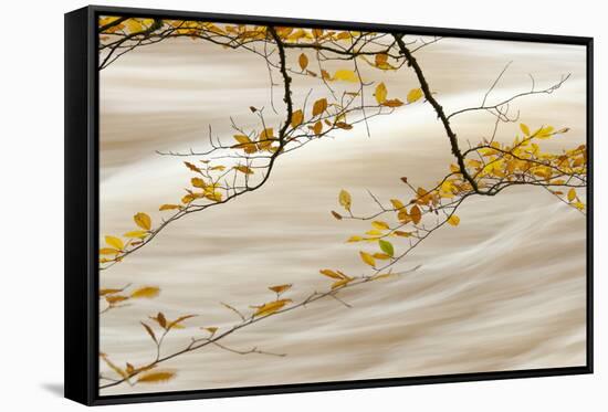 Common Beech (Fagus sylvatica) close-up of leaves in autumn colour, Conwy-Andrew Mason-Framed Stretched Canvas